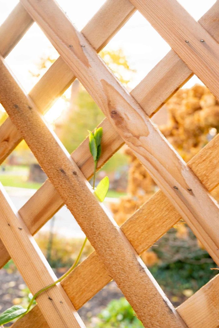 Wayne St Pergola-15 (1)_11zon